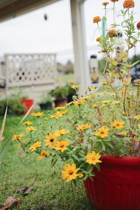 flowers in yard at poplar grove
